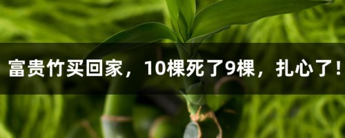 富贵竹买回家，10棵死了9棵，扎心了！