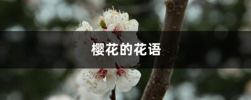 樱花的花语