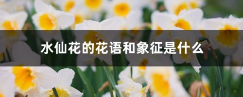 水仙花的花语和象征是什么