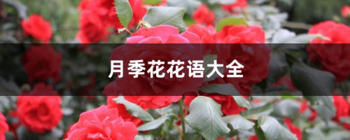 月季花花语大全