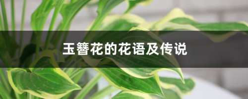 玉簪花的花语及传说