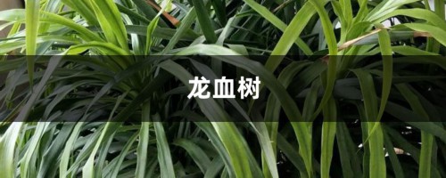 冬天养护“龙血树”，做好这“4个”小动作，绿叶如瀑布！