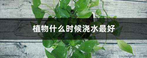 植物什么时候浇水最好